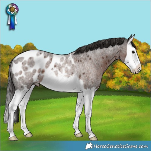 Horse Color:Liver Red Roan Splash Appaloosa Rabicano 