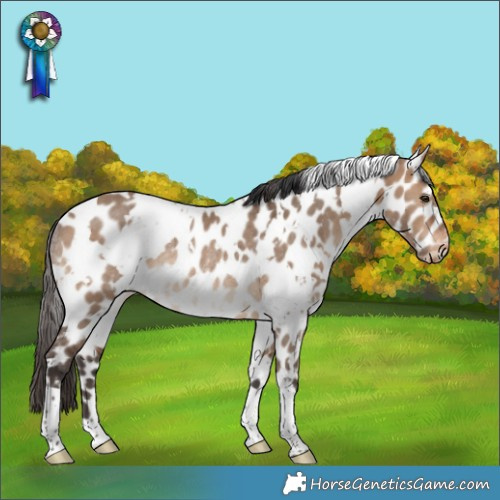 Horse Color:White Spotted Brown Dun Appaloosa Rabicano 