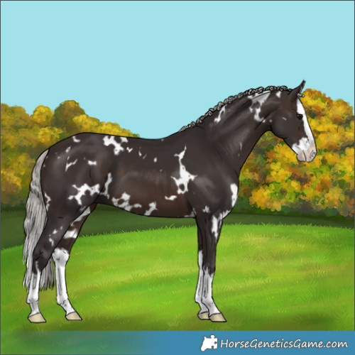 Horse Color:White Spotted Silver Brown Splash