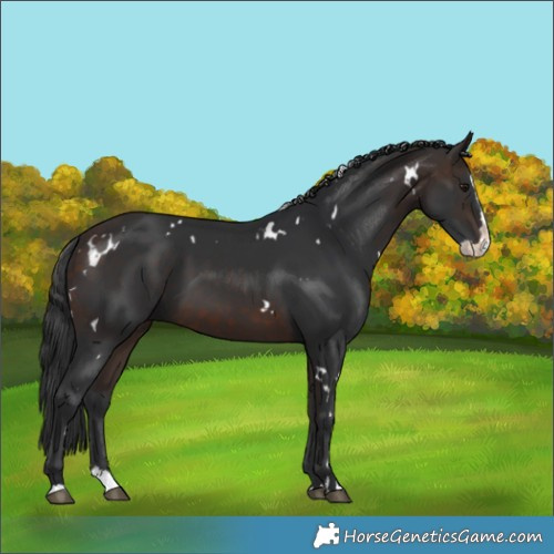 Horse Color:White Spotted Bay Splash Rabicano 