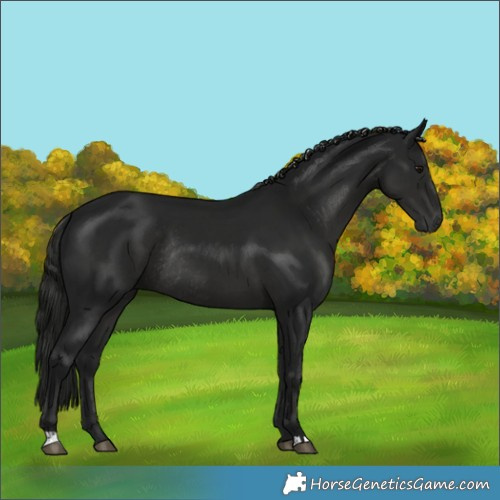 Horse Color:Gray Black Rabicano