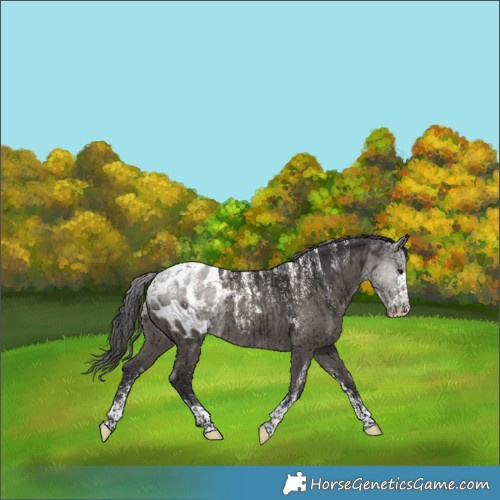 Horse Color:Powder White Smoky Grullo Appaloosa Brindle 
