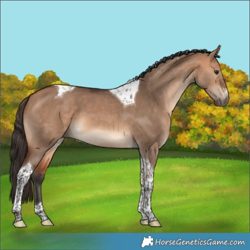 Horse Color:Bay Dun Tobiano