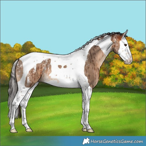 Horse Color:Powder White Bay Dun Splash Tobiano Brindle