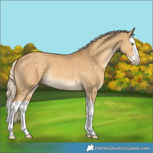 Horse Color:Palomino Dun Splash 