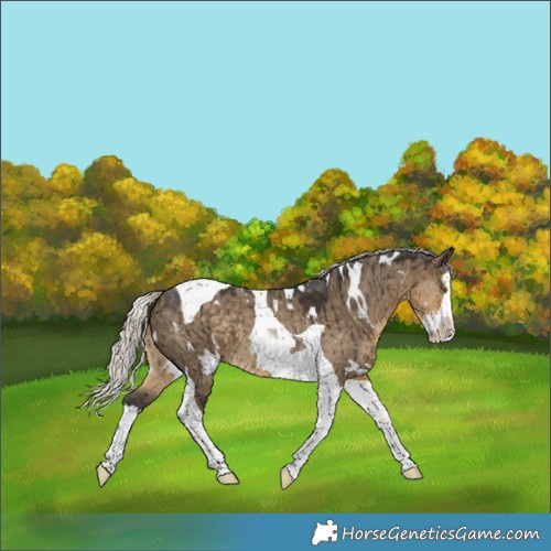Horse Color:White Spotted Silver Smoky Grullo Splash Tobiano Brindle