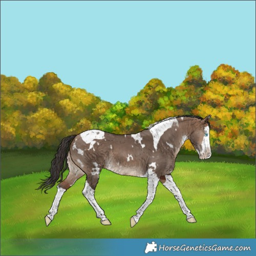 Horse Color:White Spotted Bay Dun Splash Tobiano 