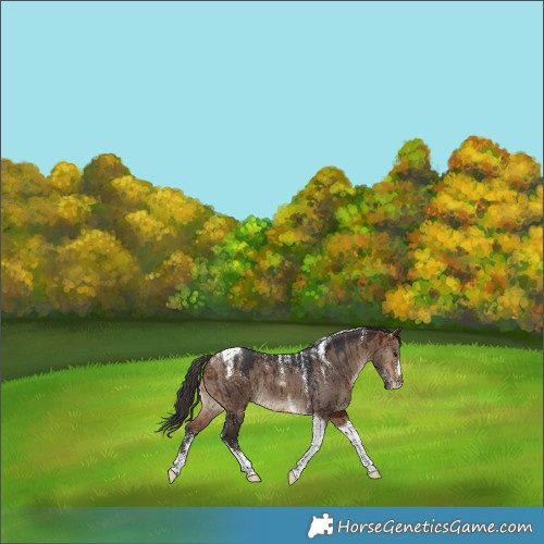 Horse Color:Powder White Bay Dun Tobiano Brindle 