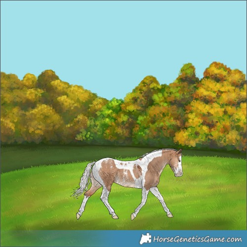 Horse Color:Powder White Silver Bay Dun Splash Tobiano 