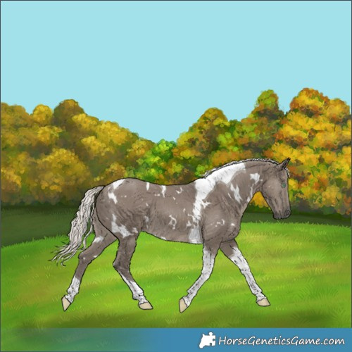 Horse Color:White Spotted Silver Smoky Grullo Tobiano 