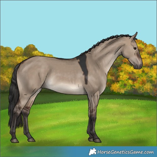 Horse Color:Brown Dun 