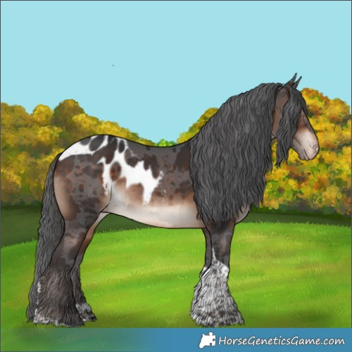 Horse Color:Brown Merle Tobiano Skewed Appaloosa Rabicano