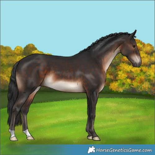 Horse Color:Brown 