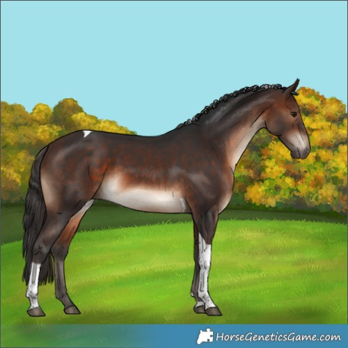 Horse Color:Brown Tobiano