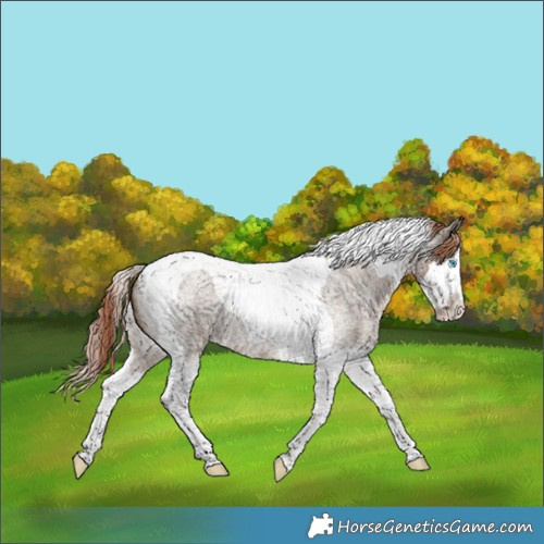 Horse Color:Liver Red Dun Roan Splash Tobiano 