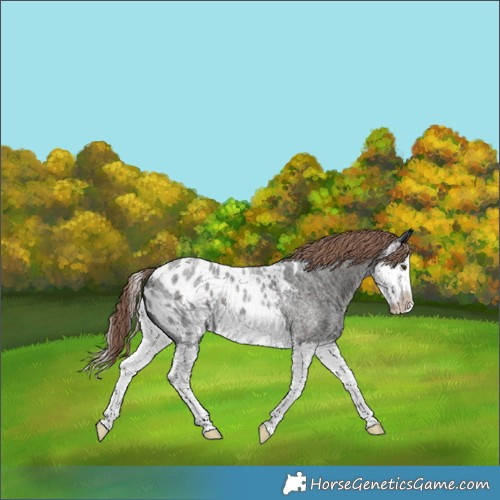 Horse Color:Liver Red Roan Splash Blanket 