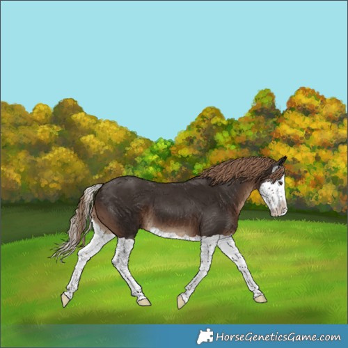 Horse Color:Liver Chestnut Splash 