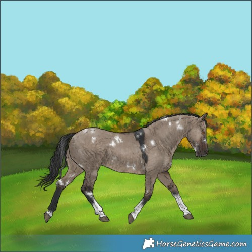 Horse Color:White Spotted Brown Dun Tobiano 