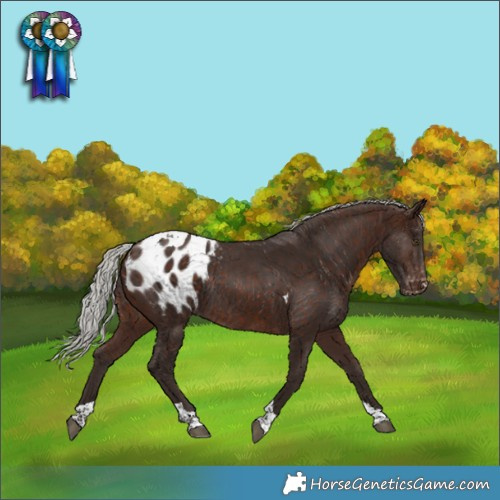Horse Color:Silver Brown Tobiano Appaloosa Rabicano 