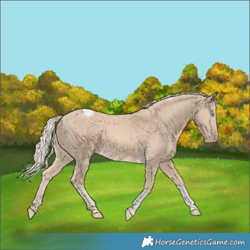 Horse Color:Cremello Tobiano Rabicano 