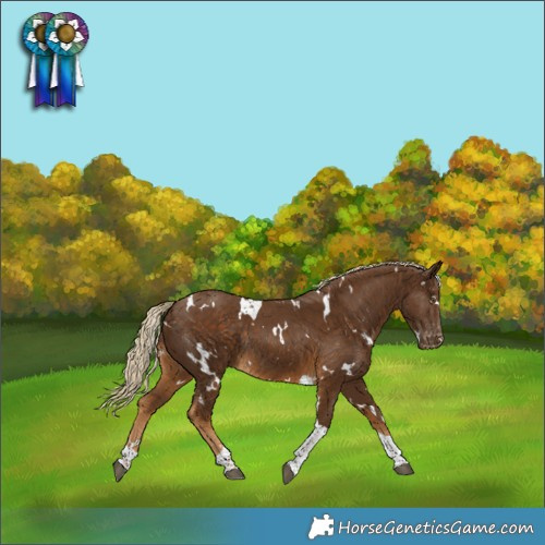 Horse Color:White Spotted Chocolate Palomino Tobiano Appaloosa Rabicano 