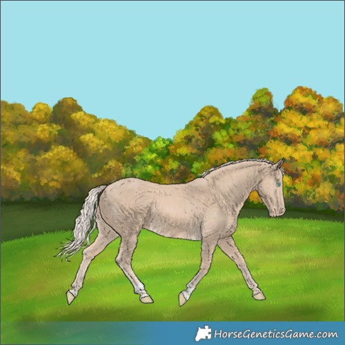 Horse Color:Cremello Tobiano Appaloosa 