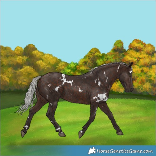 Horse Color:White Spotted Silver Brown