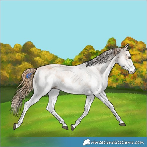Horse Color:White Spotted Chestnut 