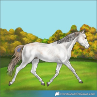 Horse Color:White Spotted Chestnut 