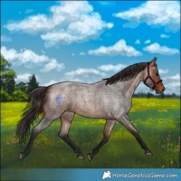 Horse Color:Bay Roan