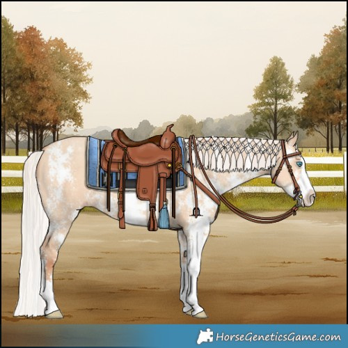 Horse Color:Silver Amber Champagne Dun Sabino Splash