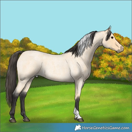 Horse Color:Buckskin Roan Tobiano
