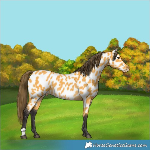 Horse Color:Buckskin Appaloosa