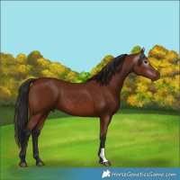Horse Color:Gray Bay 