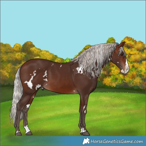 Horse Color:White Spotted Silver Brown Splash 