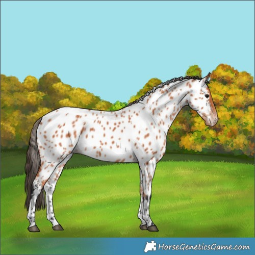 Horse Color:Bay Near Leopard