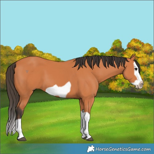 Horse Color:Bay Splash Frame 