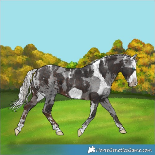 Horse Color:Powder White Silver Brown Merle Frame 
