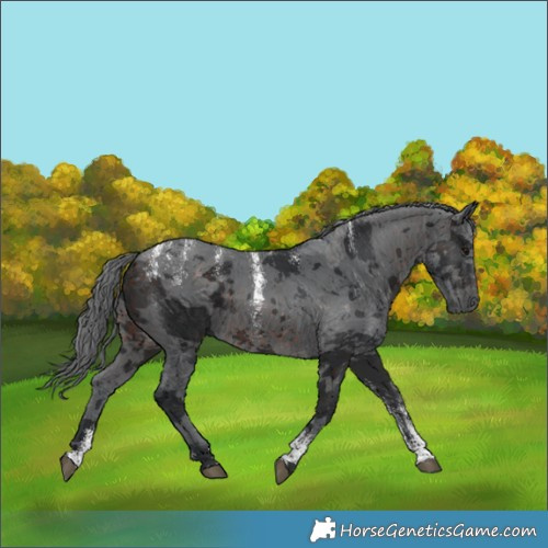 Horse Color:Powder White Brown Merle 