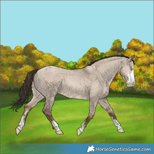 Horse Color:Sable Champagne Dun Sabino 