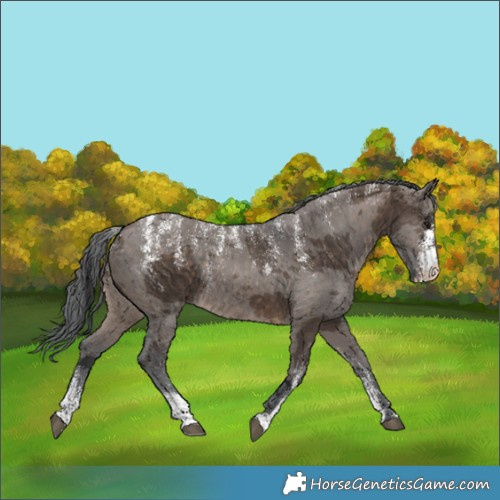 Horse Color:Powder White Brown Dun Merle 