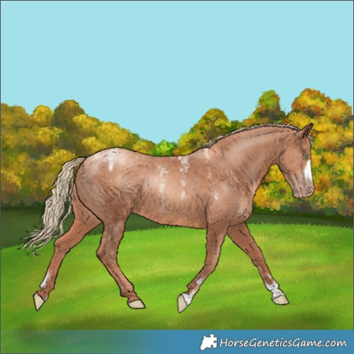Horse Color:Powder White Gold Champagne Frame 