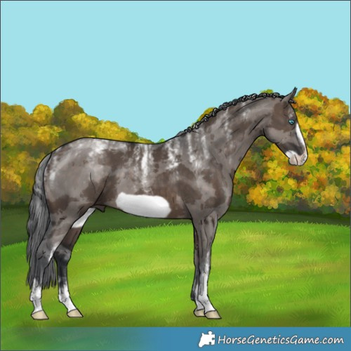 Horse Color:Powder White Brown Dun Merle Frame 