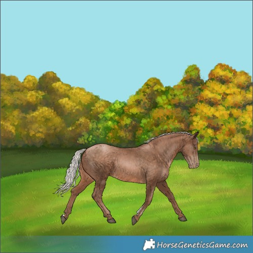 Horse Color:Silver Brown Pearl Sabino