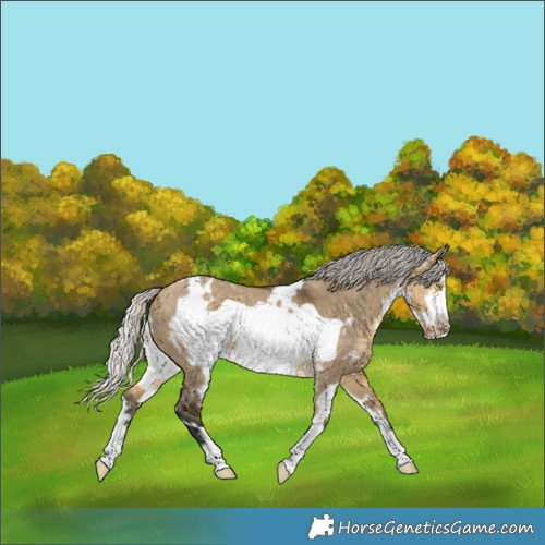 Horse Color:White Spotted Silver Buckskin Dun Sabino Frame Rabicano