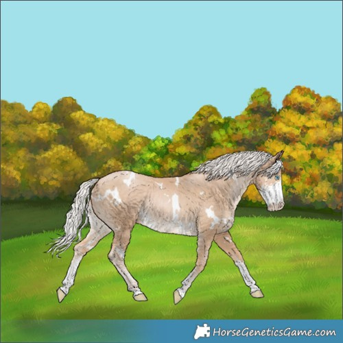 Horse Color:White Spotted Silver Buckskin Pearl Sabino Rabicano 