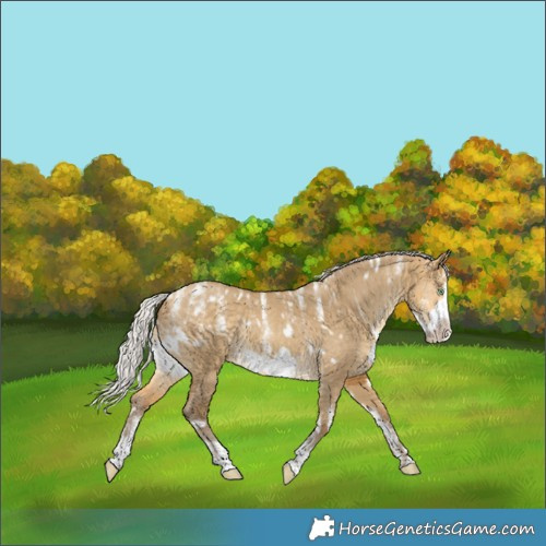 Horse Color:Powder White White Spotted Silver Sable Cream Champagne Dun Frame Rabicano 