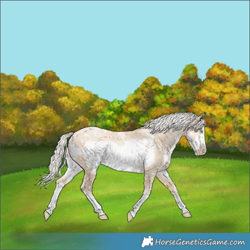 Horse Color:White Spotted Silver Buckskin Pearl Dun Sabino Frame Rabicano 