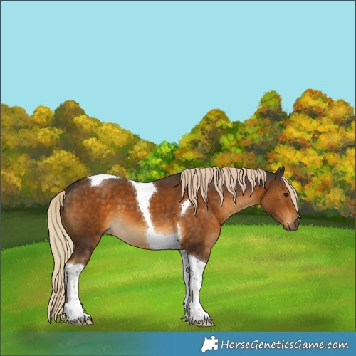 Horse Color:Chocolate Palomino Tobiano
