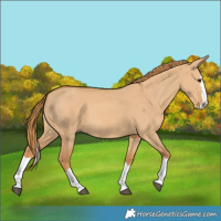 Horse Color:Red Dun Splash
